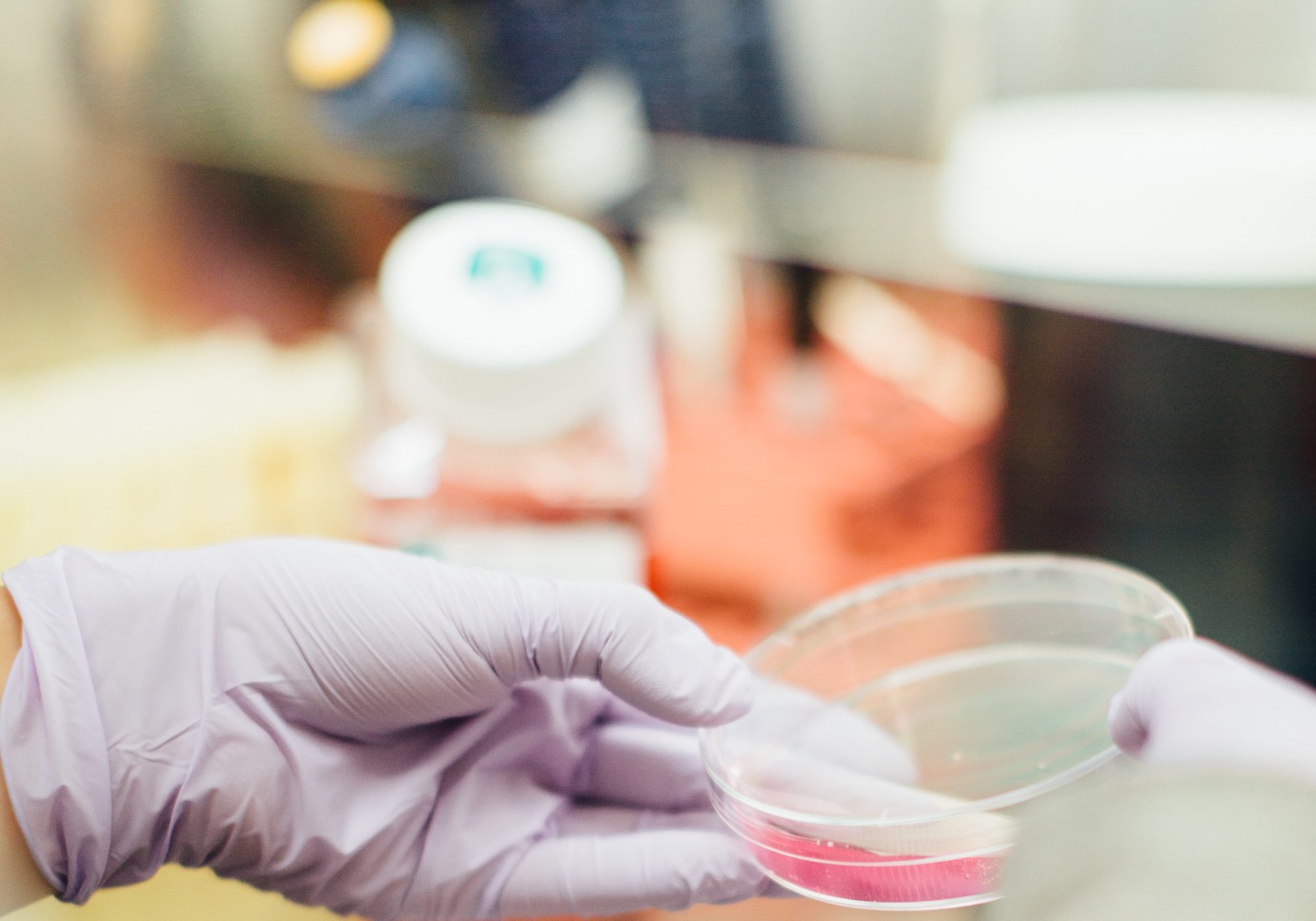 Gloved hand holding a petri dish in a research lab